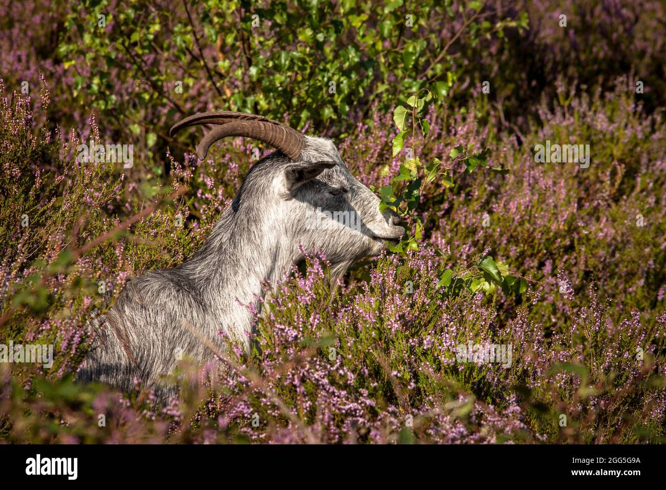 goat for open land management in the flowering Wahner Heath, Troisdorf, North Rhine-Westphalia, Germany.  Ziege zur Offenlandpflege in der bluehenden Stock Photo