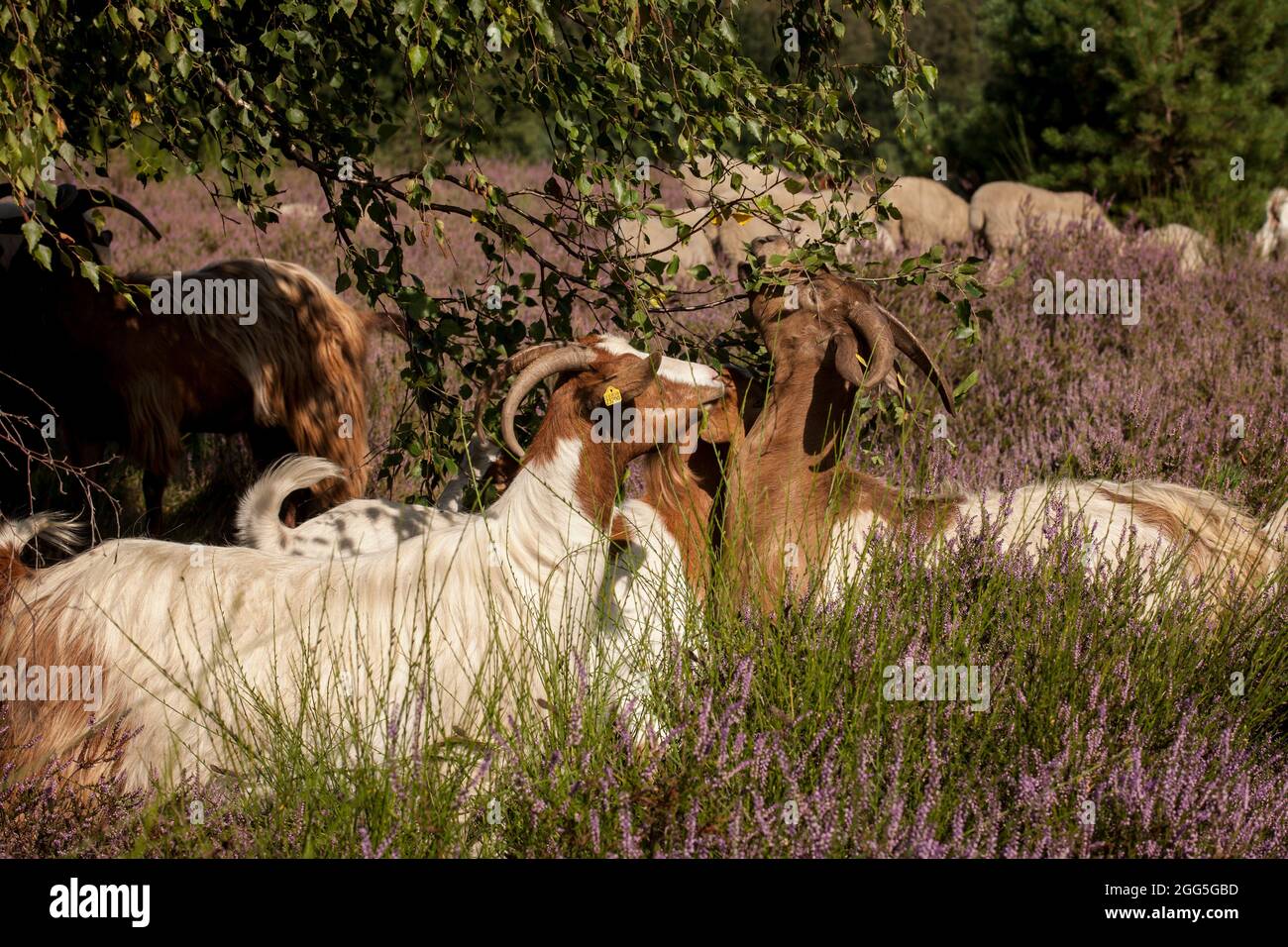 goats for open land management eating birch leaves in the flowering Wahner Heath, Troisdorf, North Rhine-Westphalia, Germany.  Ziegen zur Offenlandpfl Stock Photo