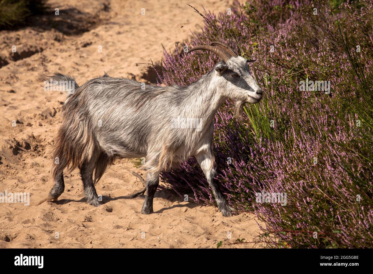 goat for open land management in the flowering Wahner Heath, Troisdorf, North Rhine-Westphalia, Germany.  Ziege zur Offenlandpflege in der bluehenden Stock Photo