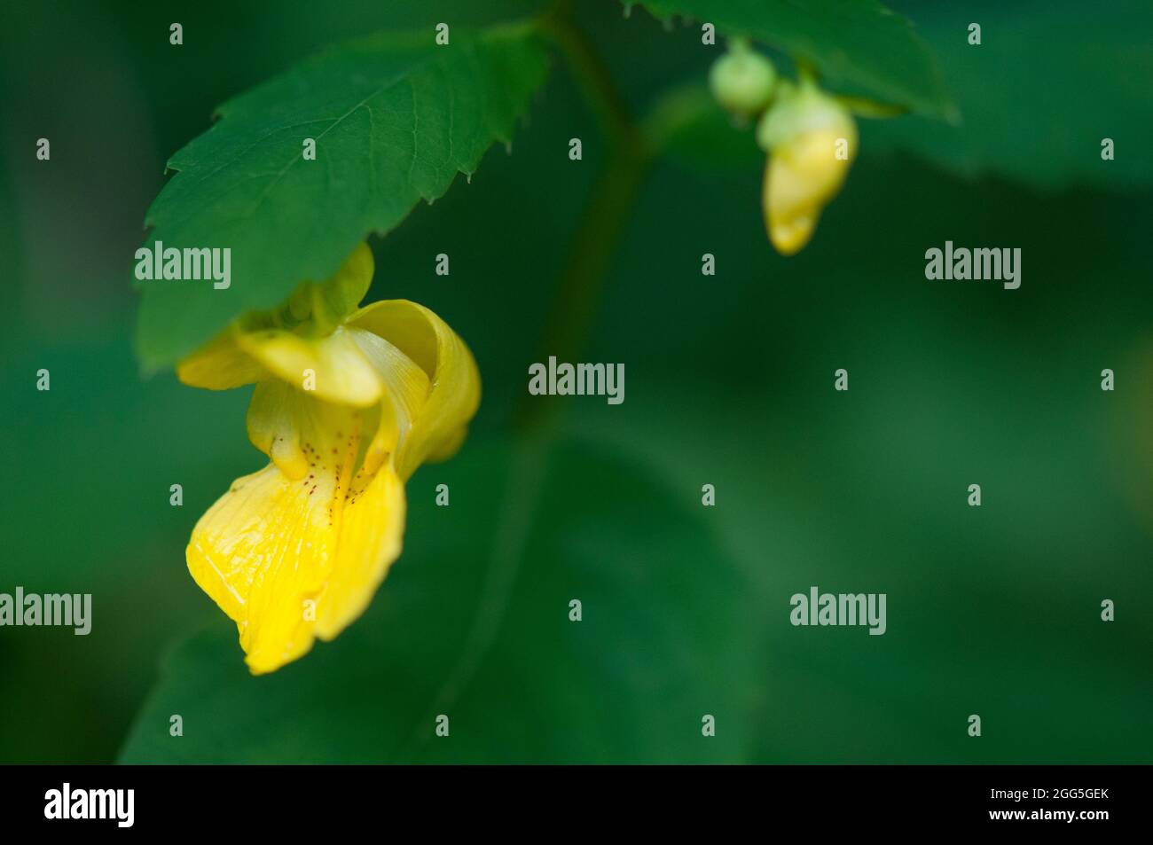 Spotted Jewelweed flower and leaves Stock Photo