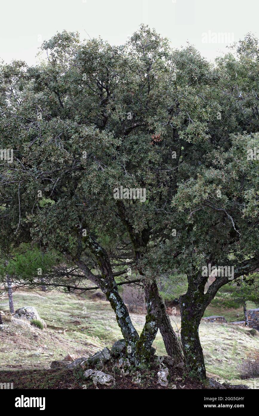 Quercus ilex subsp ballota hi-res stock photography and images - Alamy