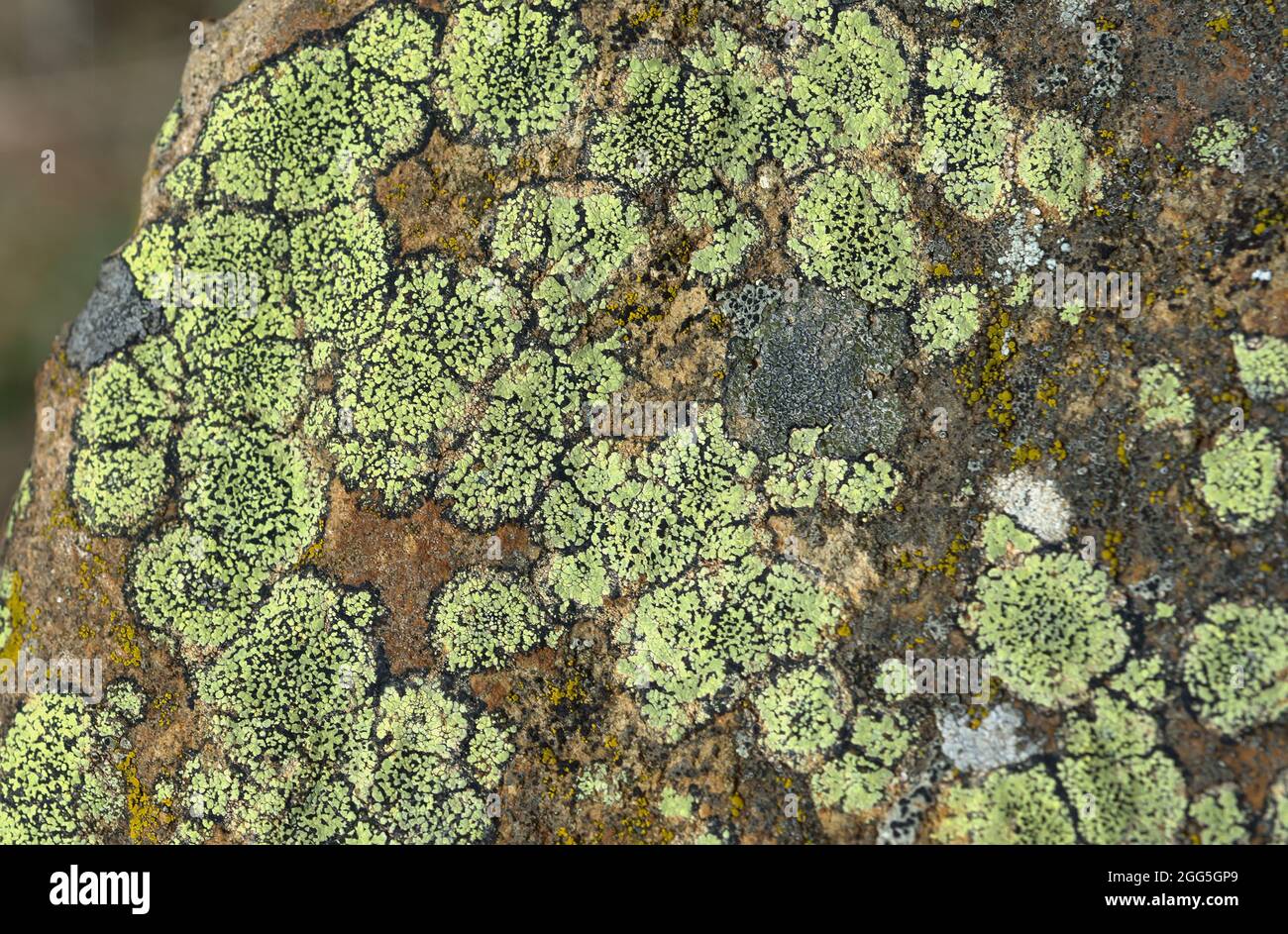 Lichen Rizoides Lichen grows on rocks hi-res stock photography and images - Alamy