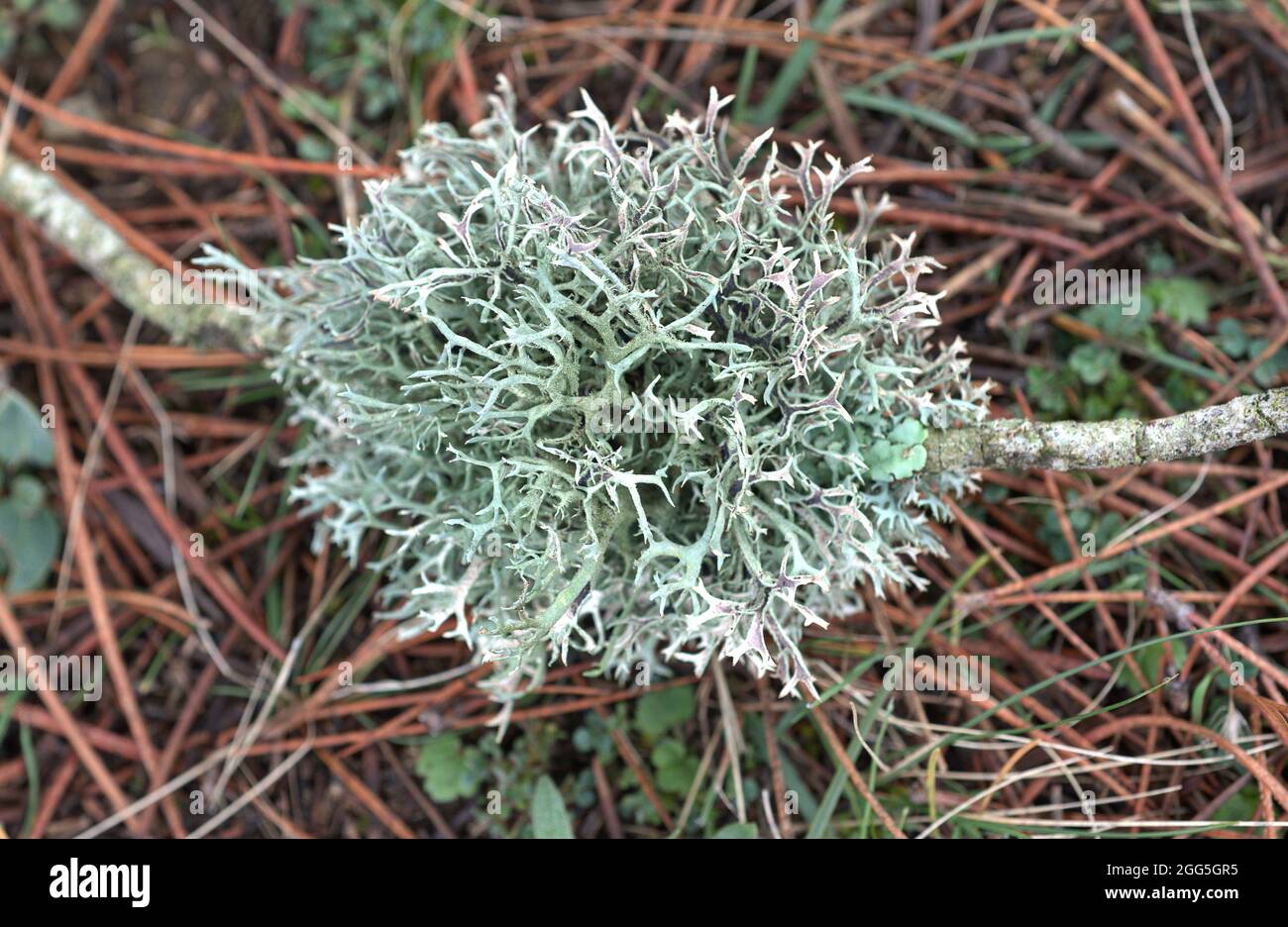 Lichen. Ramalina farinacea Stock Photo