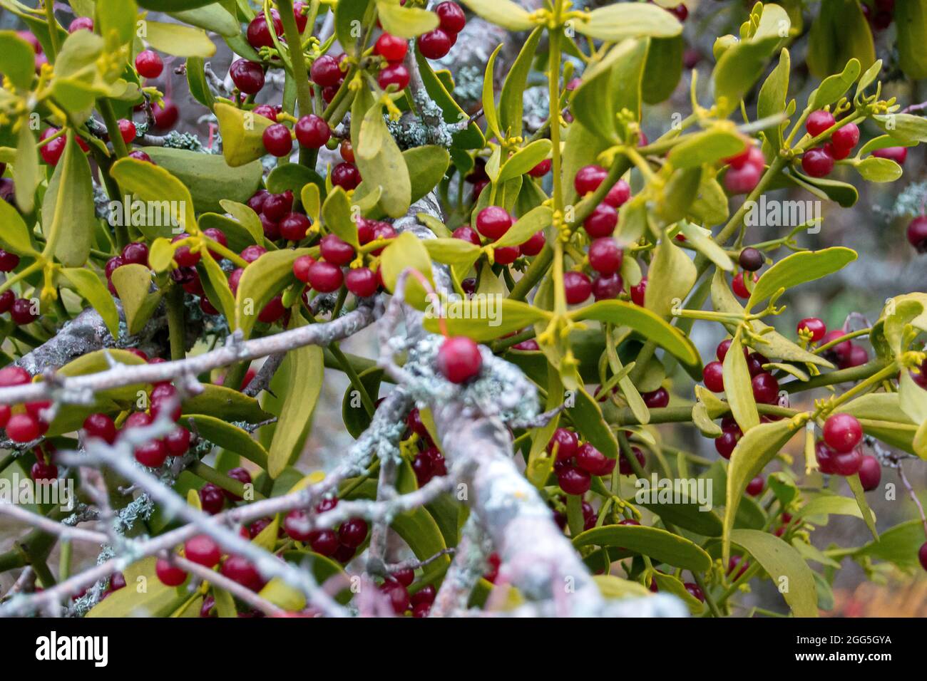 Viscum cruciatum. red-berry mistletoe Stock Photo