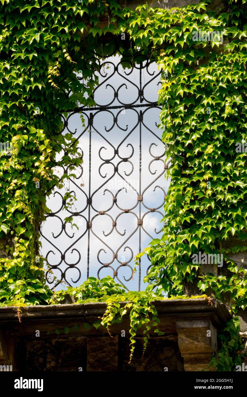 Climbing plant Ivy covered baroque window decorative grille Boston Ivy