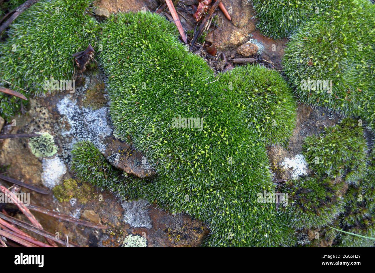 Grimmia pulvinata. grey-cushioned grimmia Stock Photo