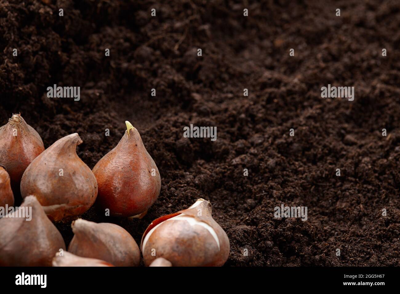 Tulip bulbs on ground background, copy space Stock Photo Alamy