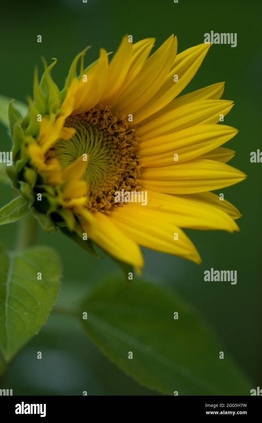 Sunflower blooming Stock Photo