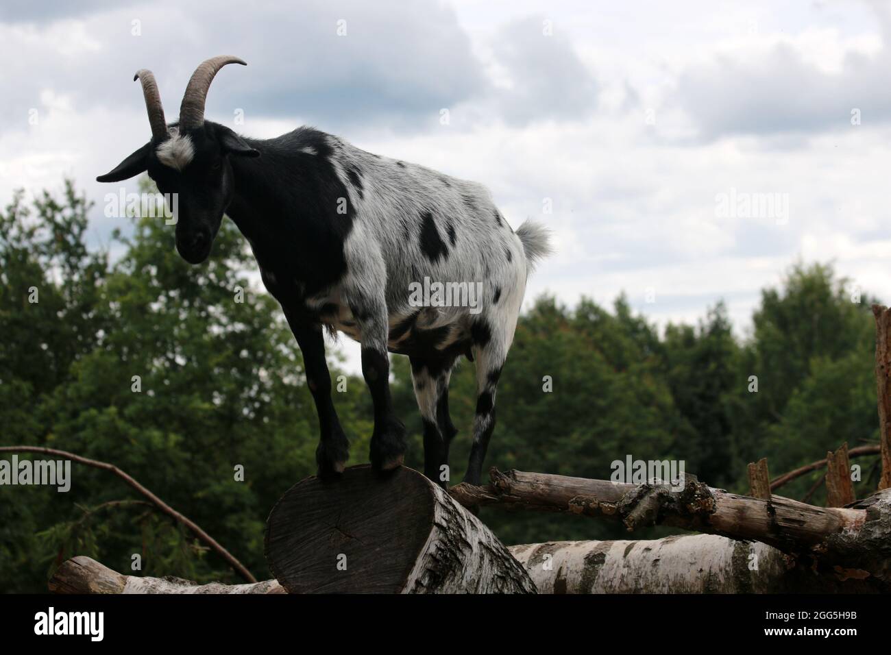 Goat on a log in an elevated position Stock Photo
