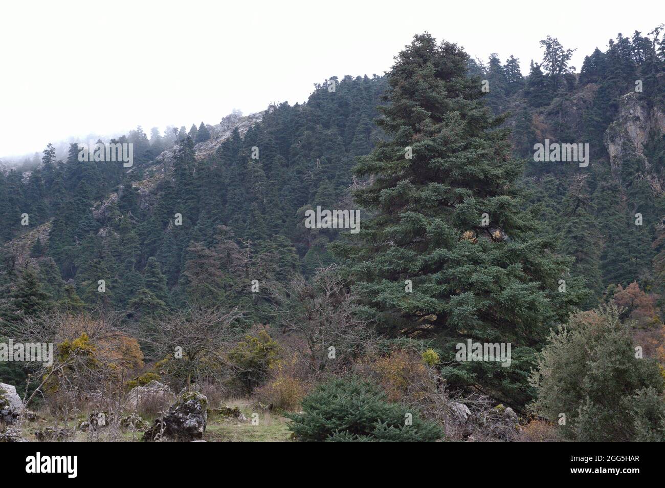 Abies pinsapo. Spanish fir Stock Photo