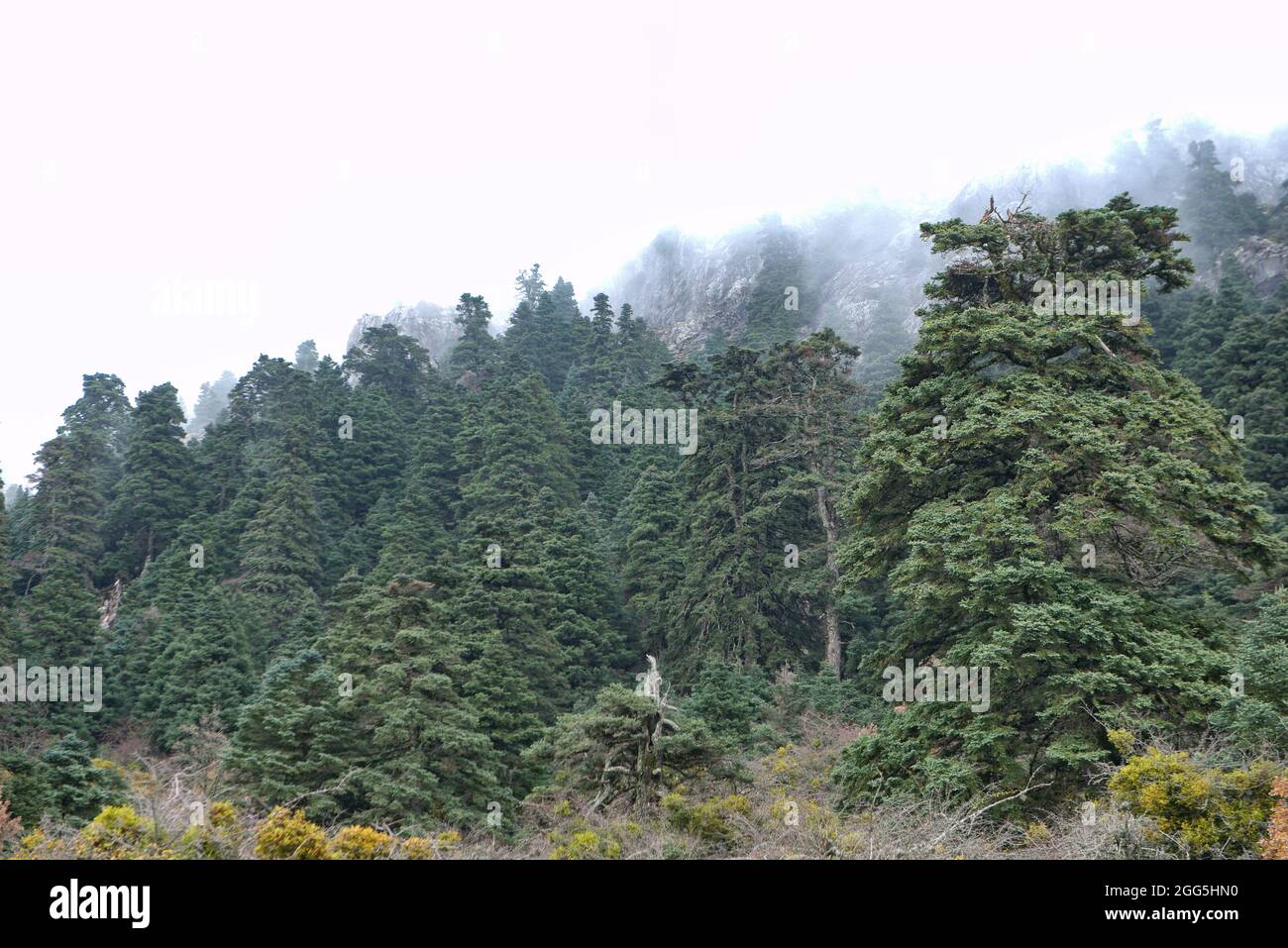 Abies pinsapo. Spanish fir Stock Photo
