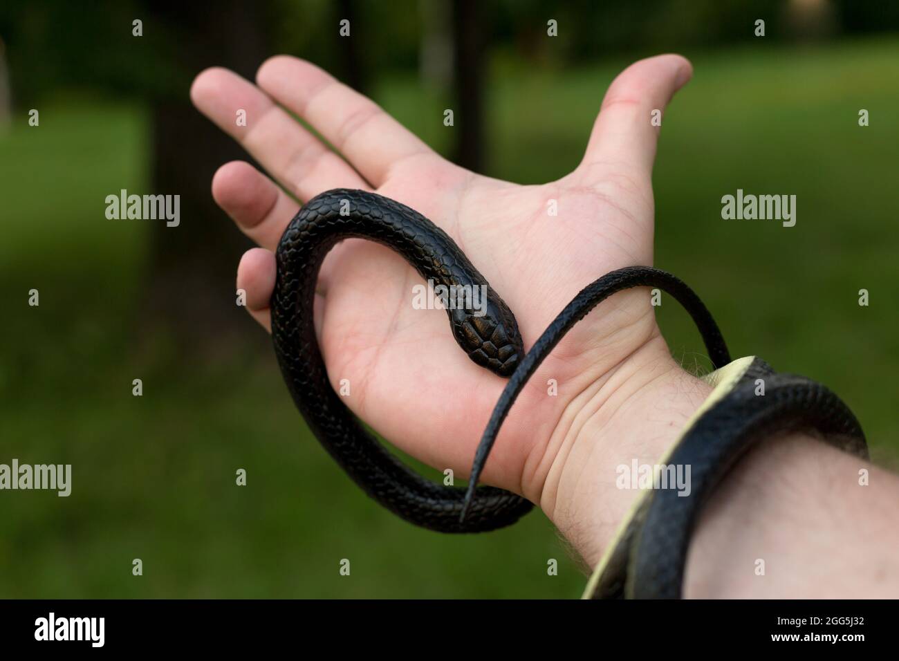 Snake wrapped around hand hi-res stock photography and images - Alamy