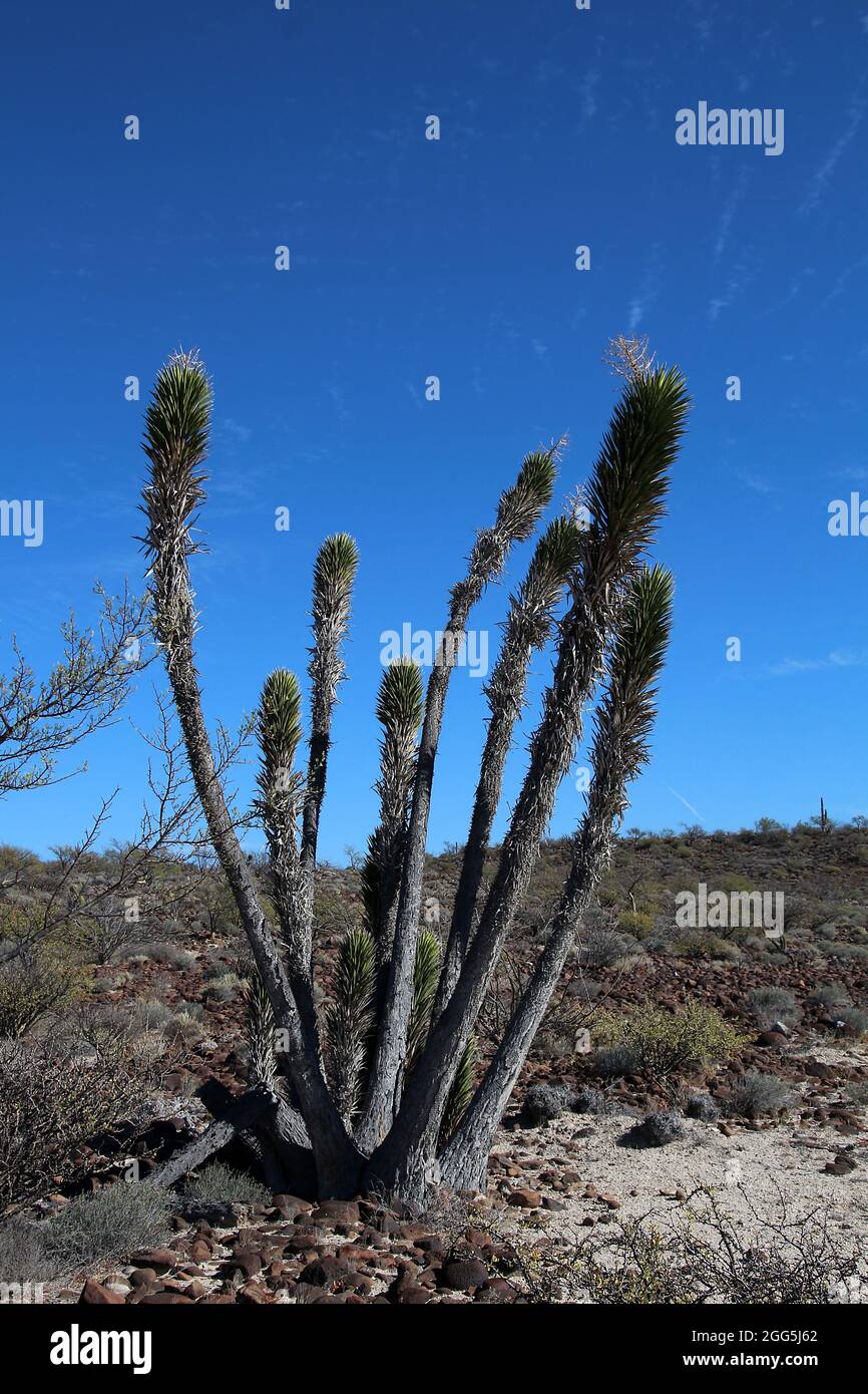 Joshua tree in the semidesert of Baja California Sur, Mexico Stock