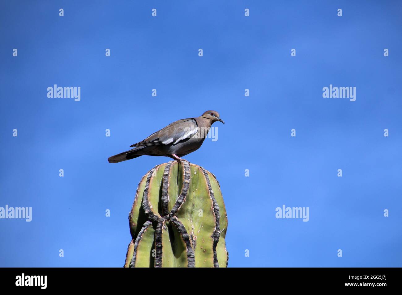 White-winged pigeon on a cactus tip in Baja California Sur, Mexico Stock Photo