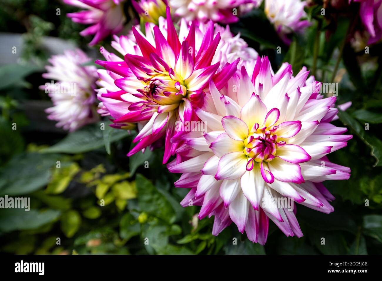 Dahlia Labella 'Maggiore Rose' Stock Photo - Alamy