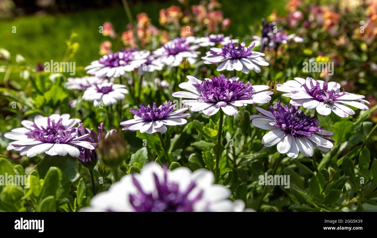 Osteospermum '3D Blueberry Shake' Stock Photo - Alamy