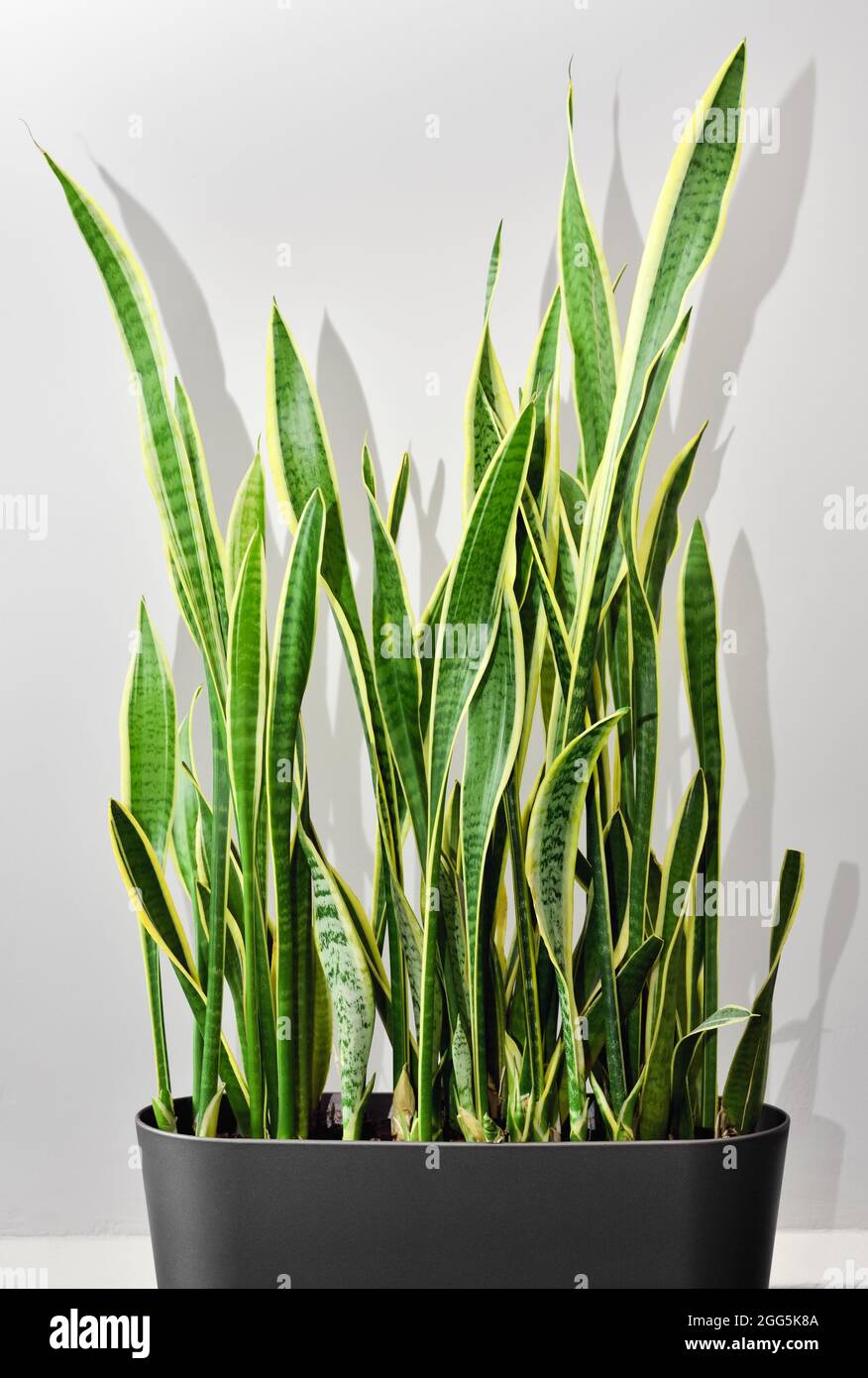 Green succulent plant Sansevieria trifasciata. Evergreen indoor ornamental snake  plant in a pot. Indoor plant for room and house decoration Stock Photo -  Alamy