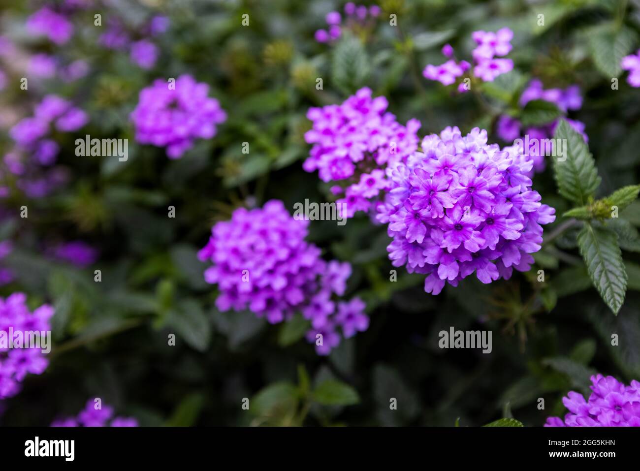 Verbena 'Seabrook's Lavender' Stock Photo