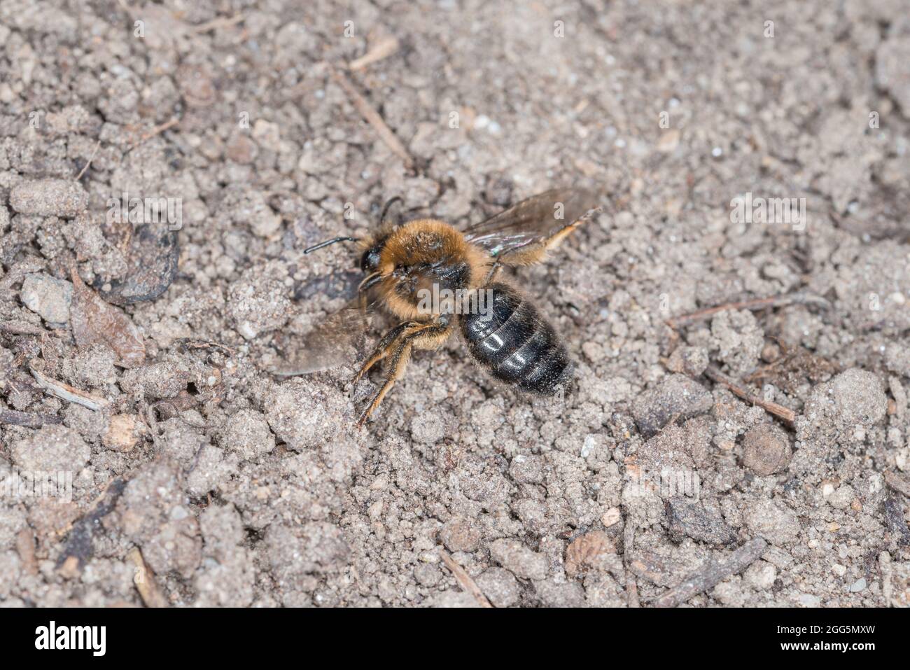 Bees group flying grass hi-res stock photography and images - Alamy