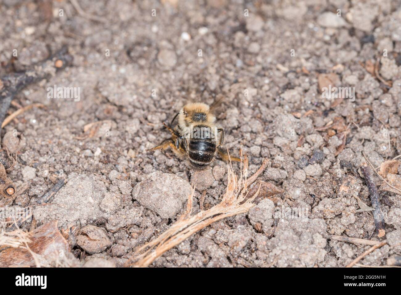 Earth bees females and males on the ground during reproduction and love ...