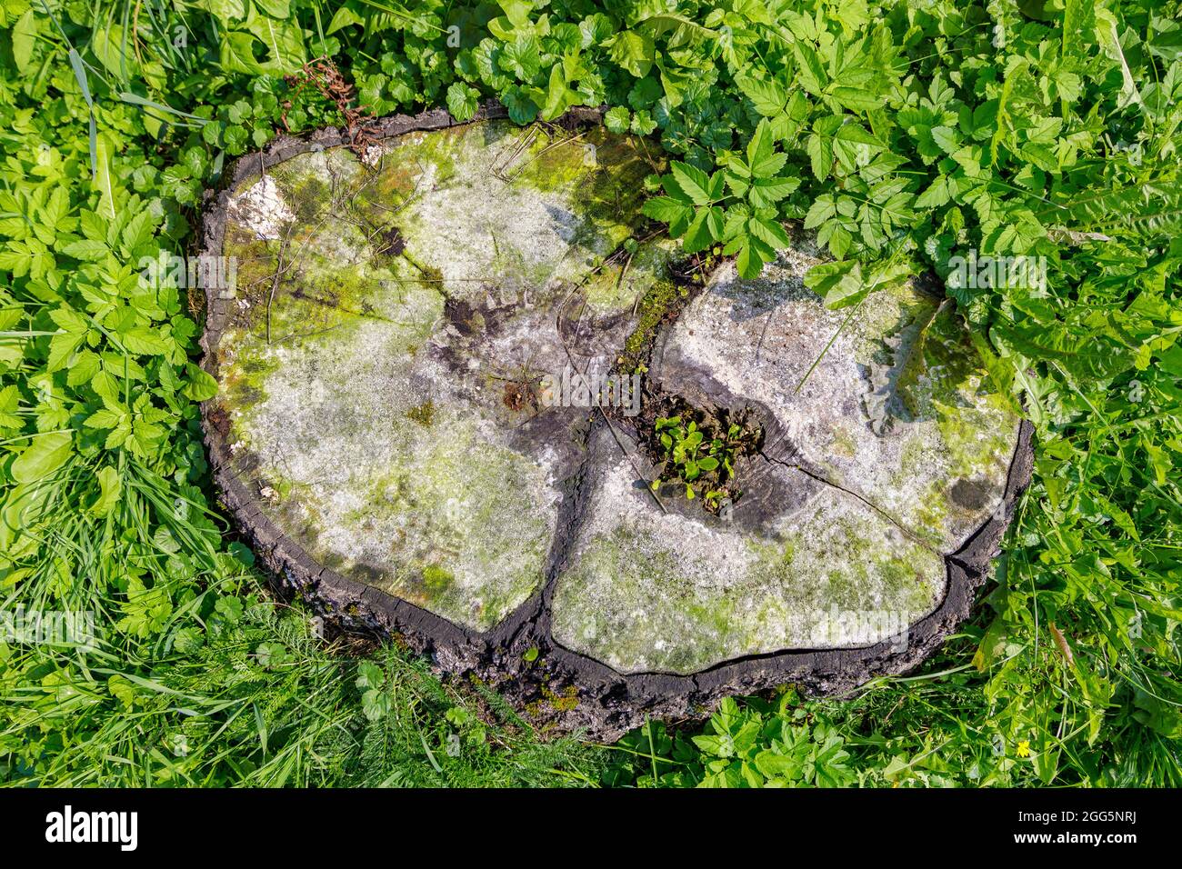 A rotten cut of a tree covered with fungus and mold in a clearing. The concept of cutting down rotten trees. Stock Photo