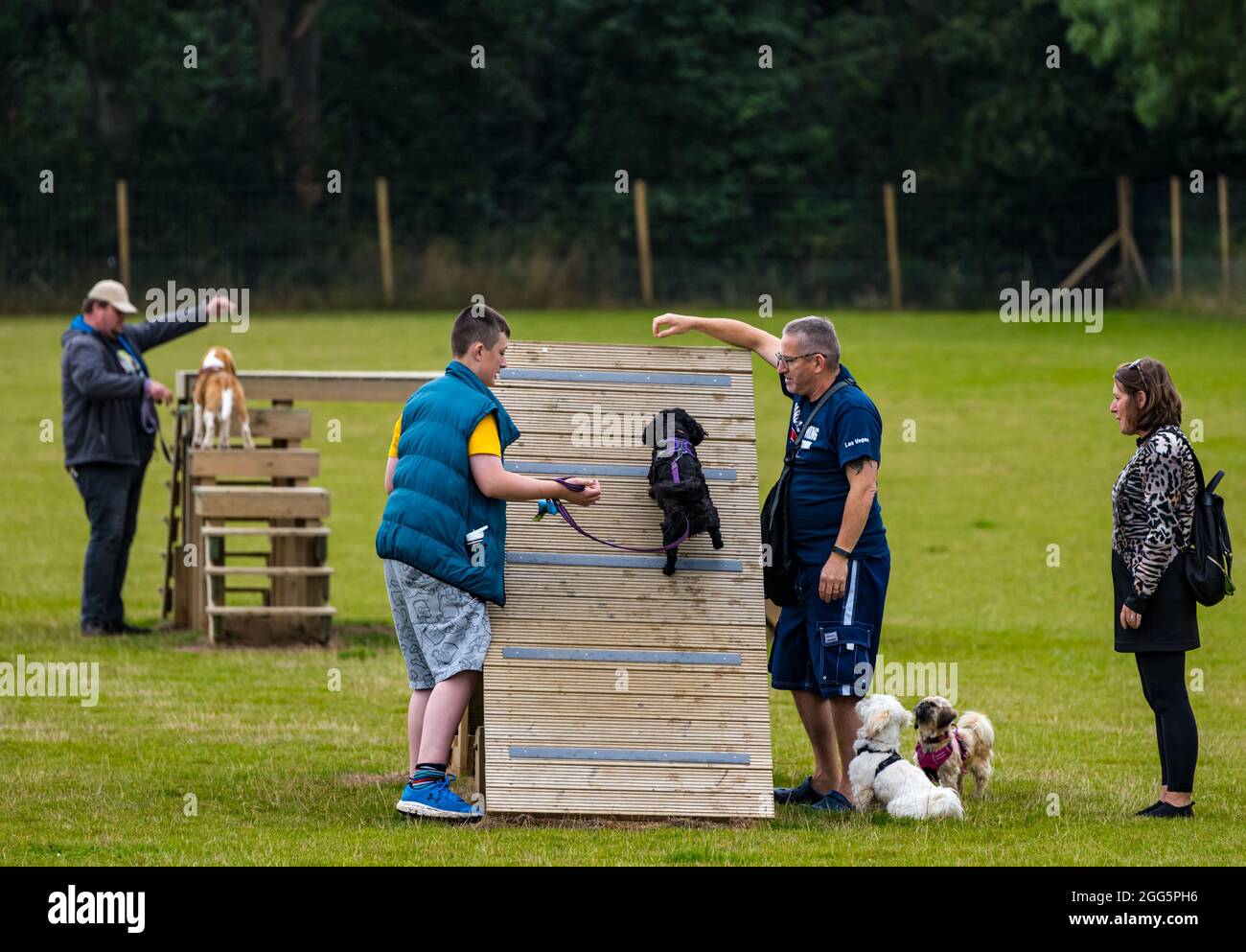 Agility dogs hires stock photography and images Alamy