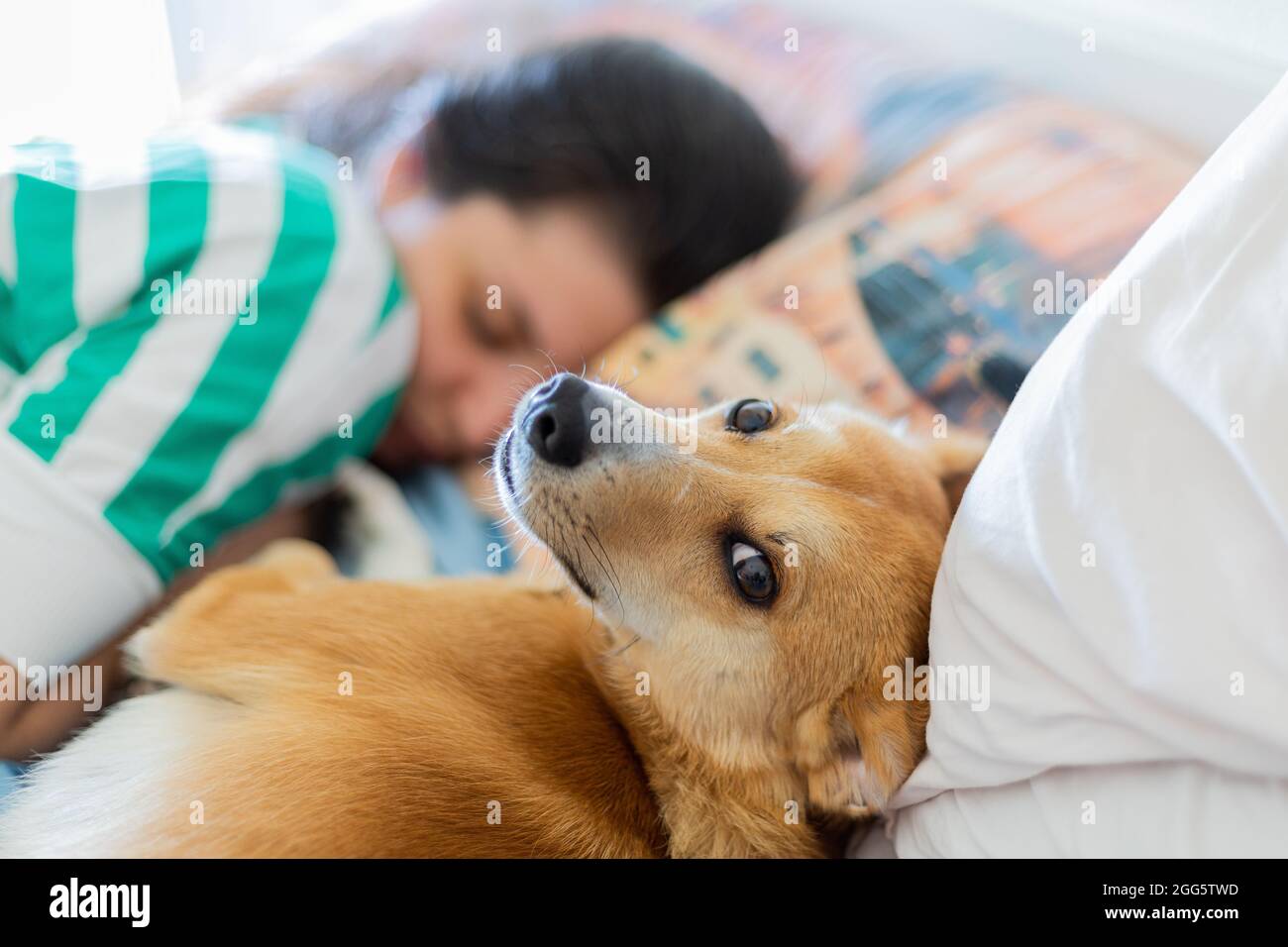 Dog sleep with his owner on the bed and look at the camera Stock Photo