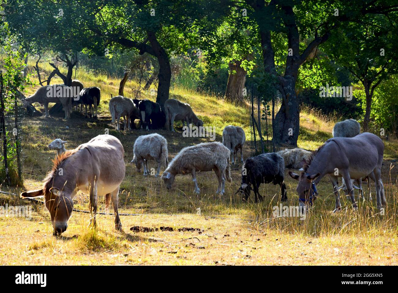 Donkeys and sheep grazing in a field Stock Photo