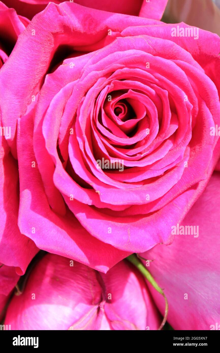Beautiful bouquet of bright pink roses in the bright summer sun Stock ...