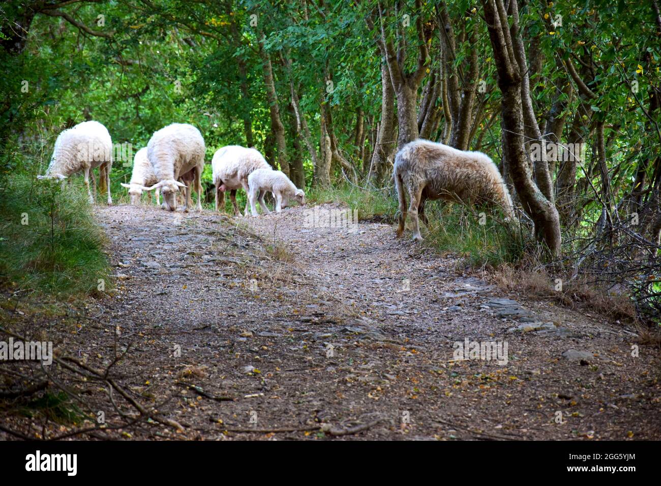 Sheep in the farm Stock Photo