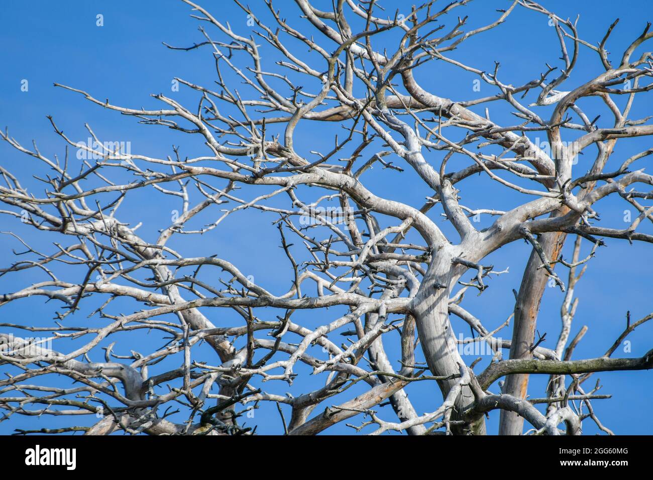Dry broken tree hires stock photography and images Alamy