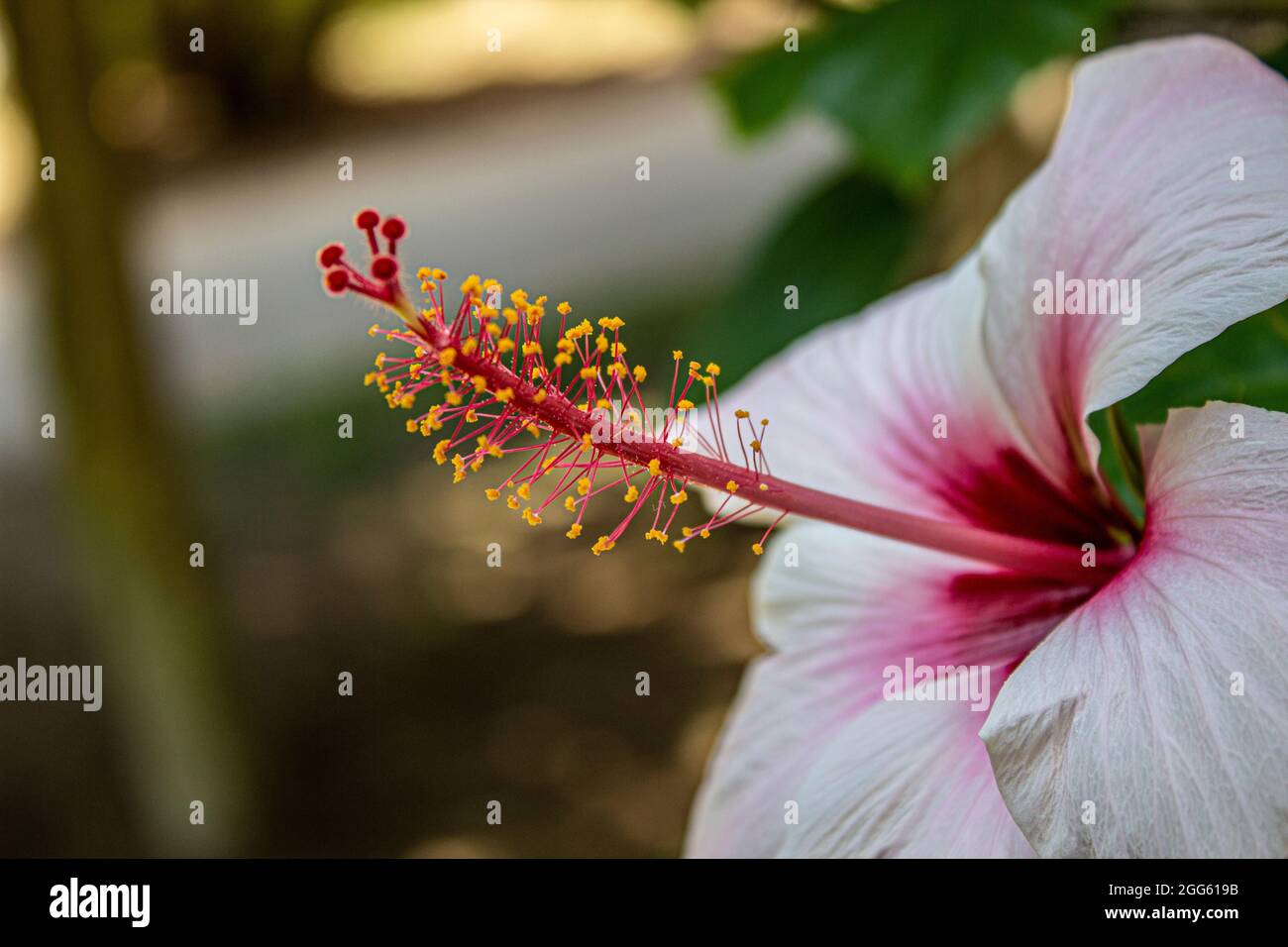 Pink hibiscus flower closeup in summer Stock Photo