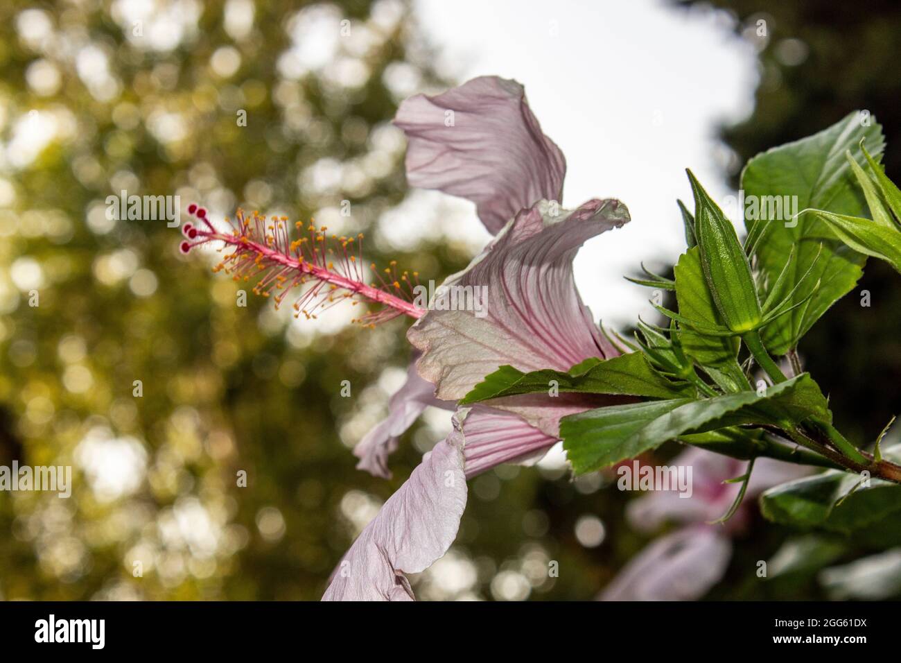 Close up of a pink hibiscus flower in the park at the sunset Stock Photo
