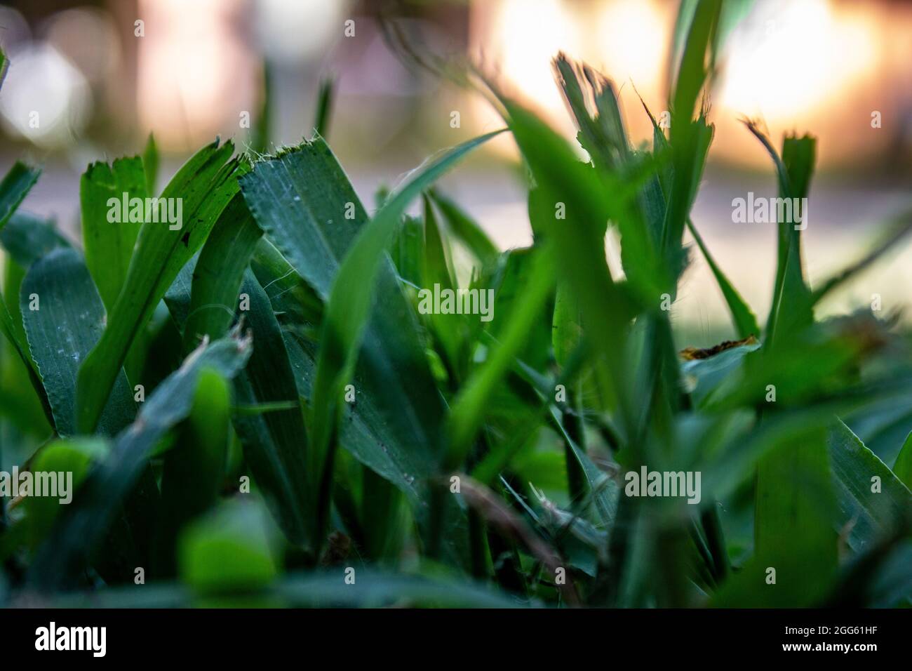 Freshly cut grass hi-res stock photography and images - Alamy