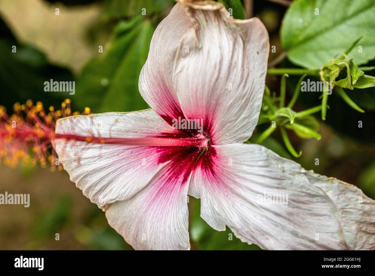 Pink hibiscus close up growing on a green plant Stock Photo - Alamy