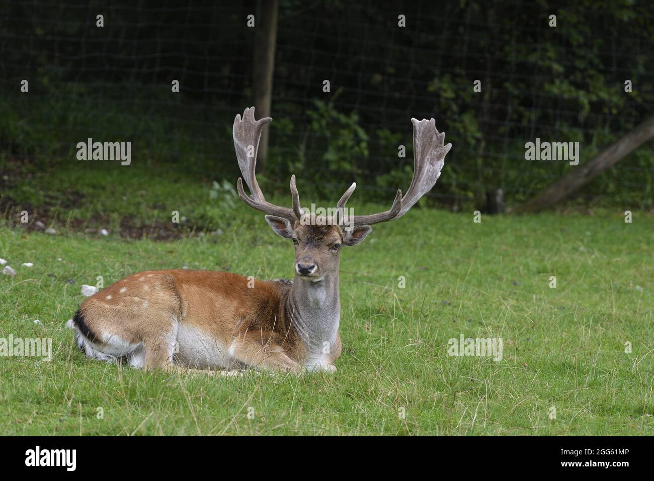 Cumberland Wildlife Park Grünau, Upper Austria, Austria. Fallow deer (Dama dama) Stock Photo