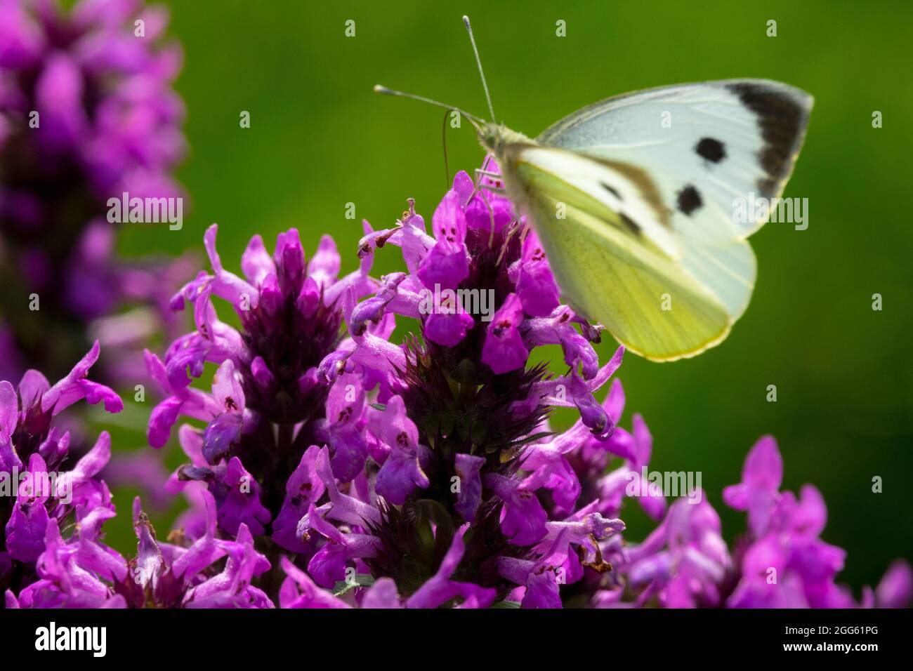 Cabbage Butterfly on Betonica officinalis Pieris butterfly Stock Photo