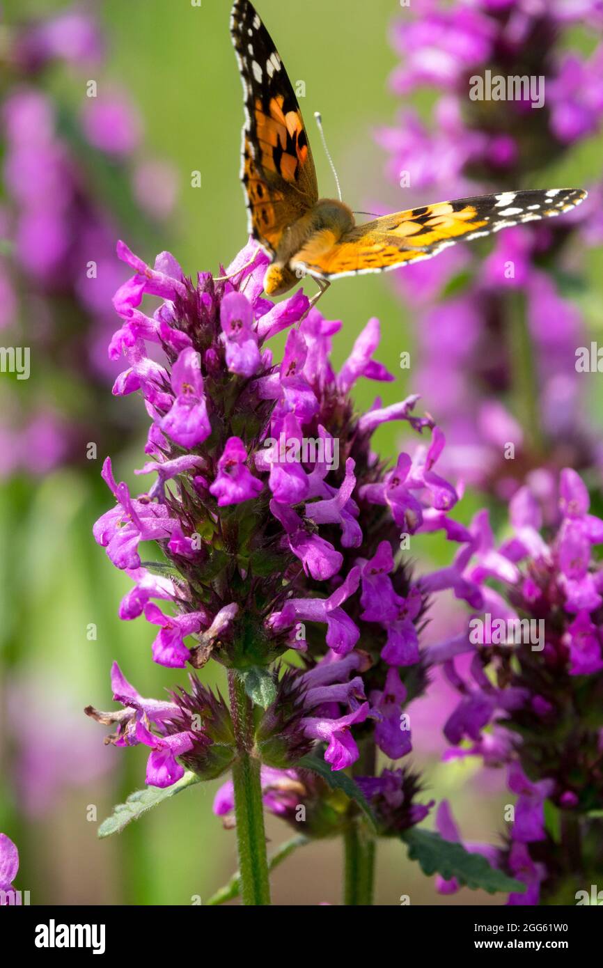 Betonica officinalis flower Painted Lady Vanessa Butterfly Stock Photo