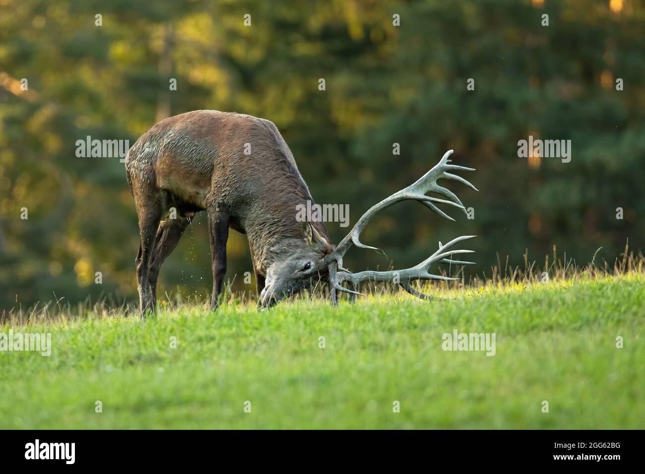 Red deer marking territory with antlers on meadow in rutting season
