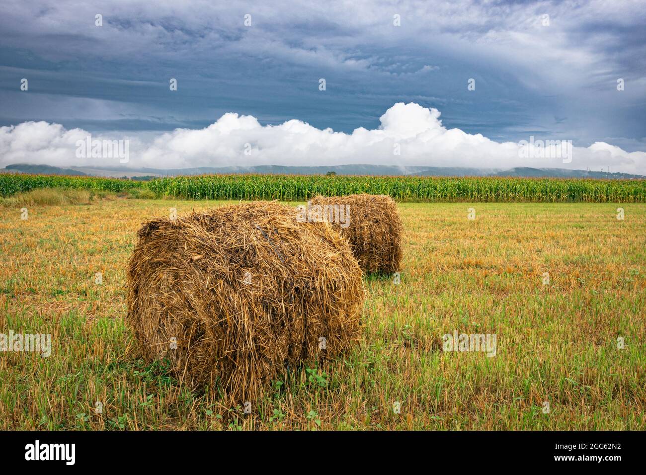 Hay rolls in rural landscape with contrasting clouds in the background Stock Photo