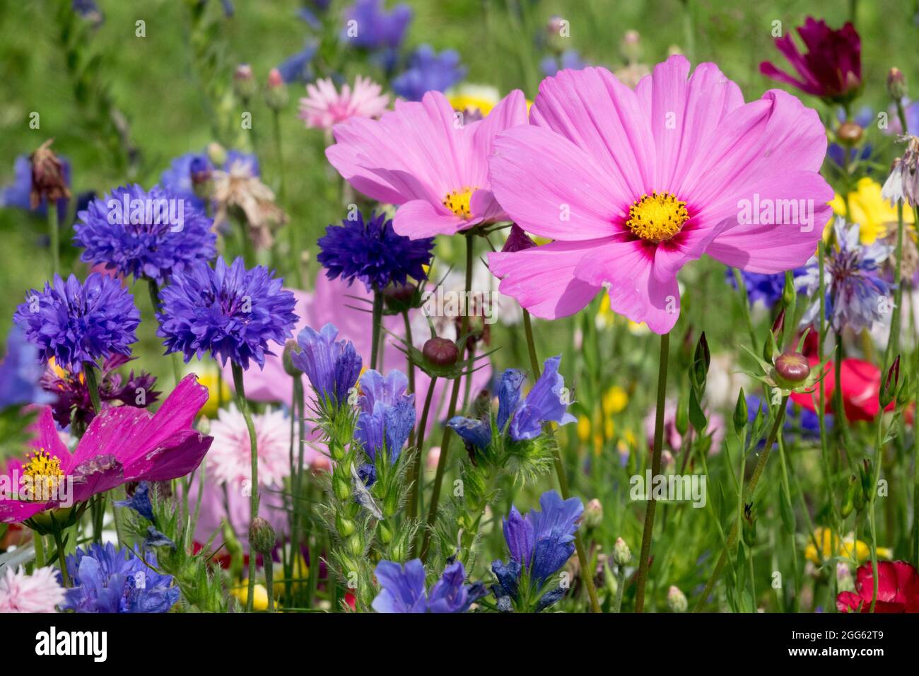 Colorful garden meadow flowers Cosmos Mexican aster Centaurea Stock Photo