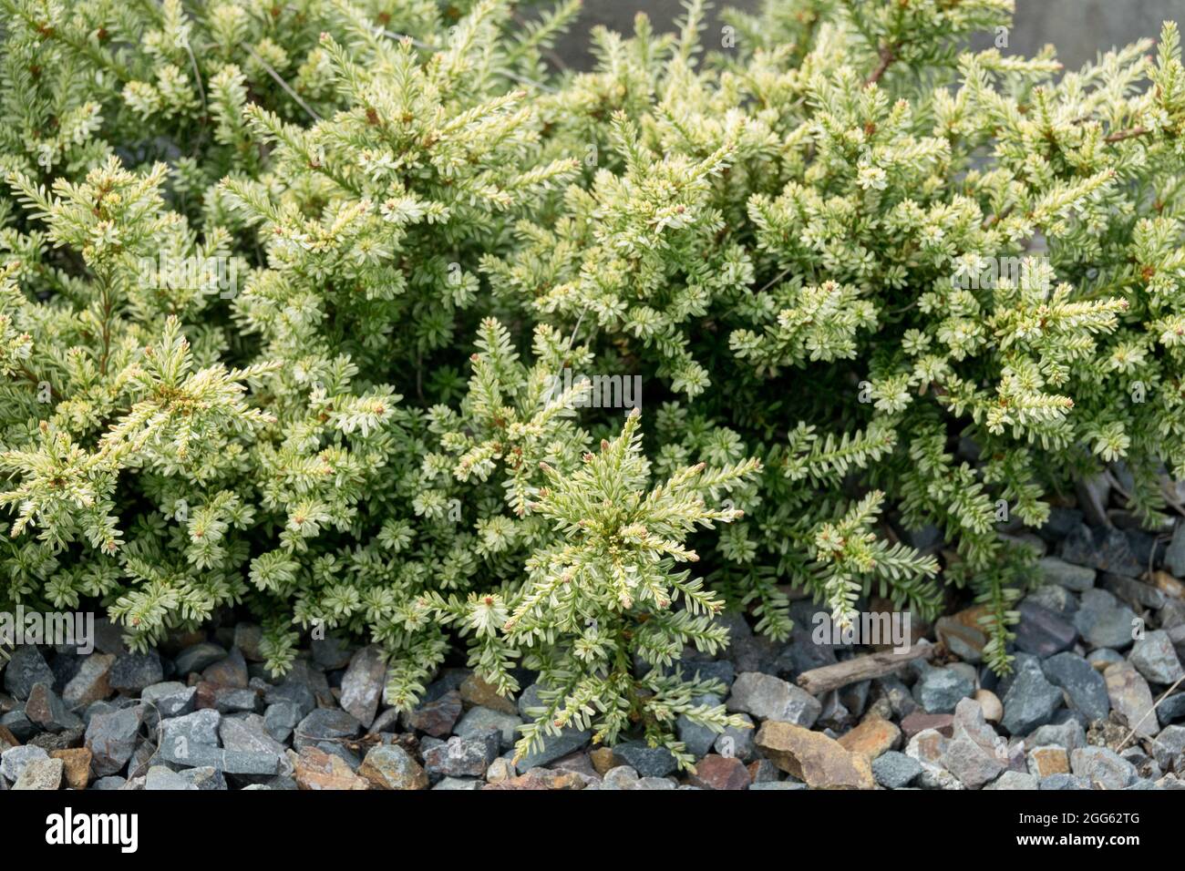 Alpine Totara Podocarpus nivalis 'Kilworth Cream' dwarf conifer Stock Photo