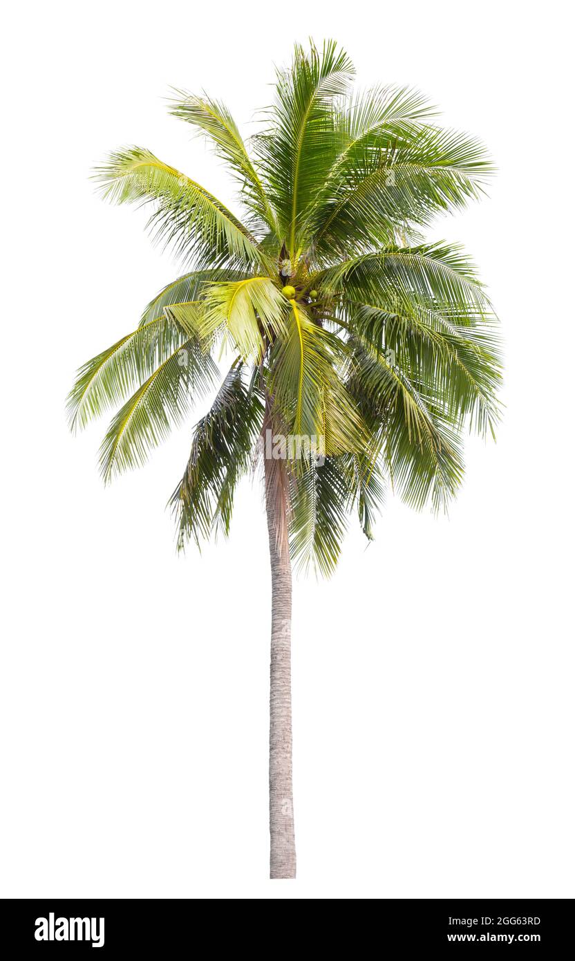 The coconut tree isolated on white background Stock Photo Alamy