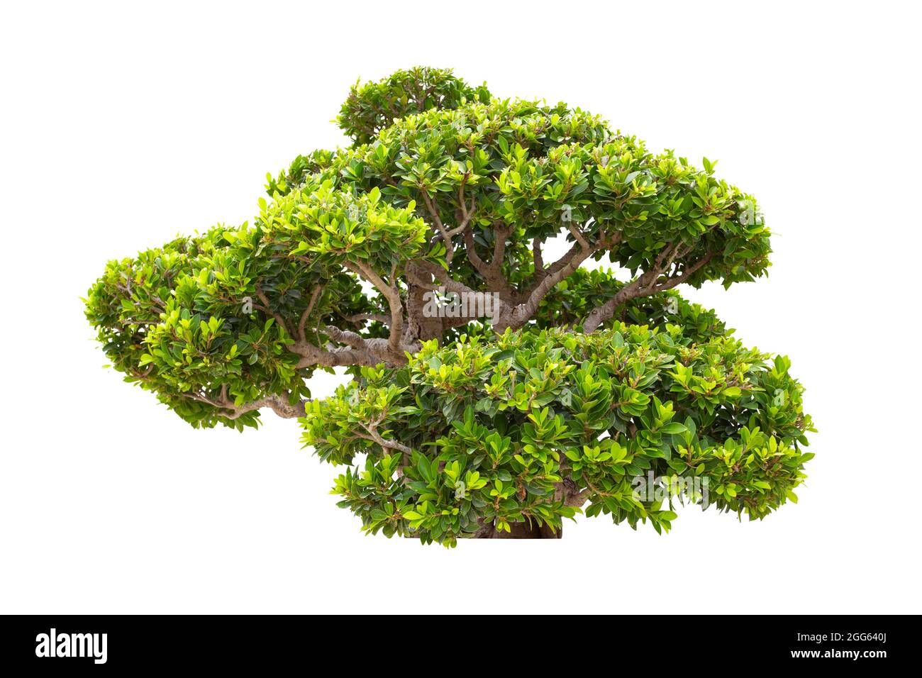 Ficus tree trunk Cut Out Stock Images & Pictures Alamy