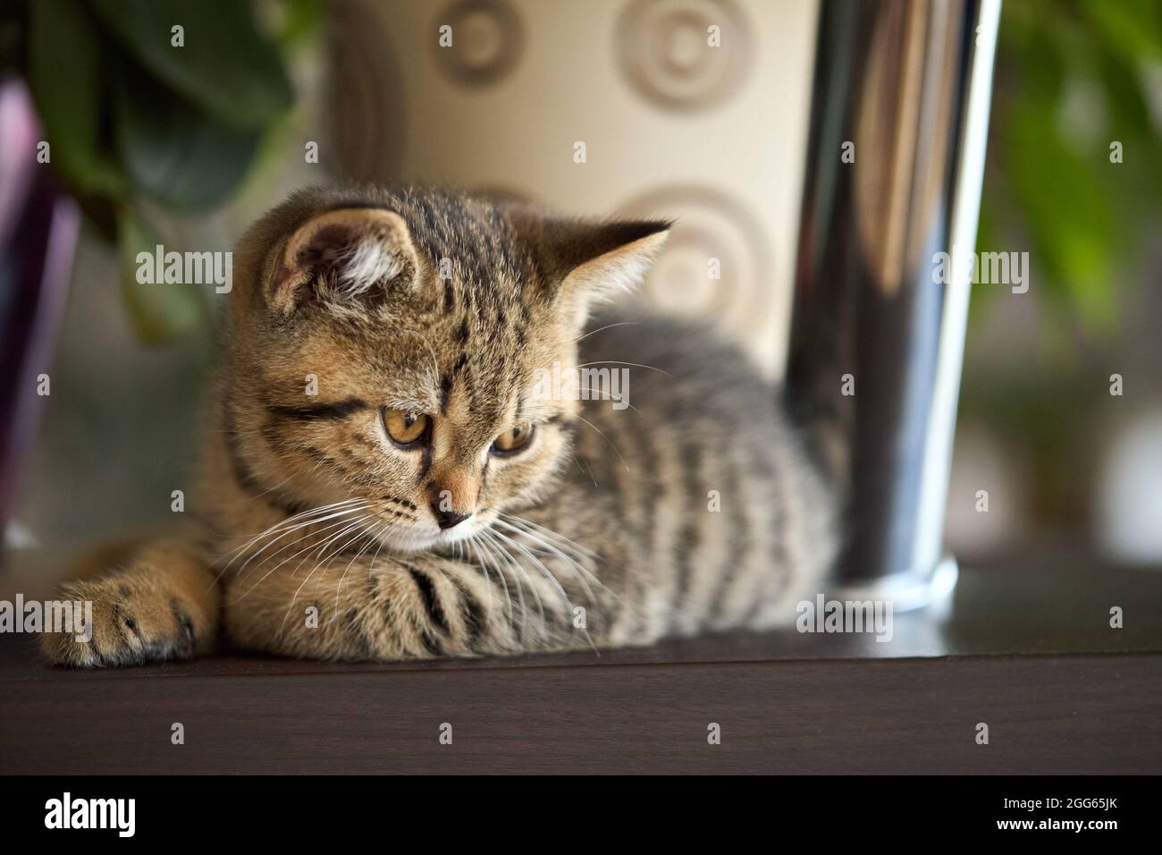 Cute tabby kitten portrait hi res stock photography and images Alamy