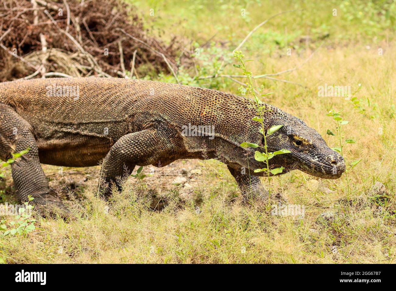 close up of Komodo dragon on the ground and the grass in Komodo ...