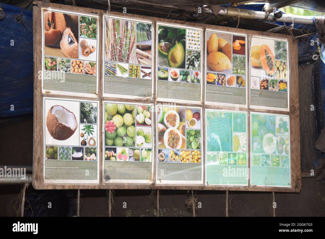 Oahu, HI. U.S.A. 6/4/2021. Kahuku Land Farms, Rick’s Brand and Aunty’s