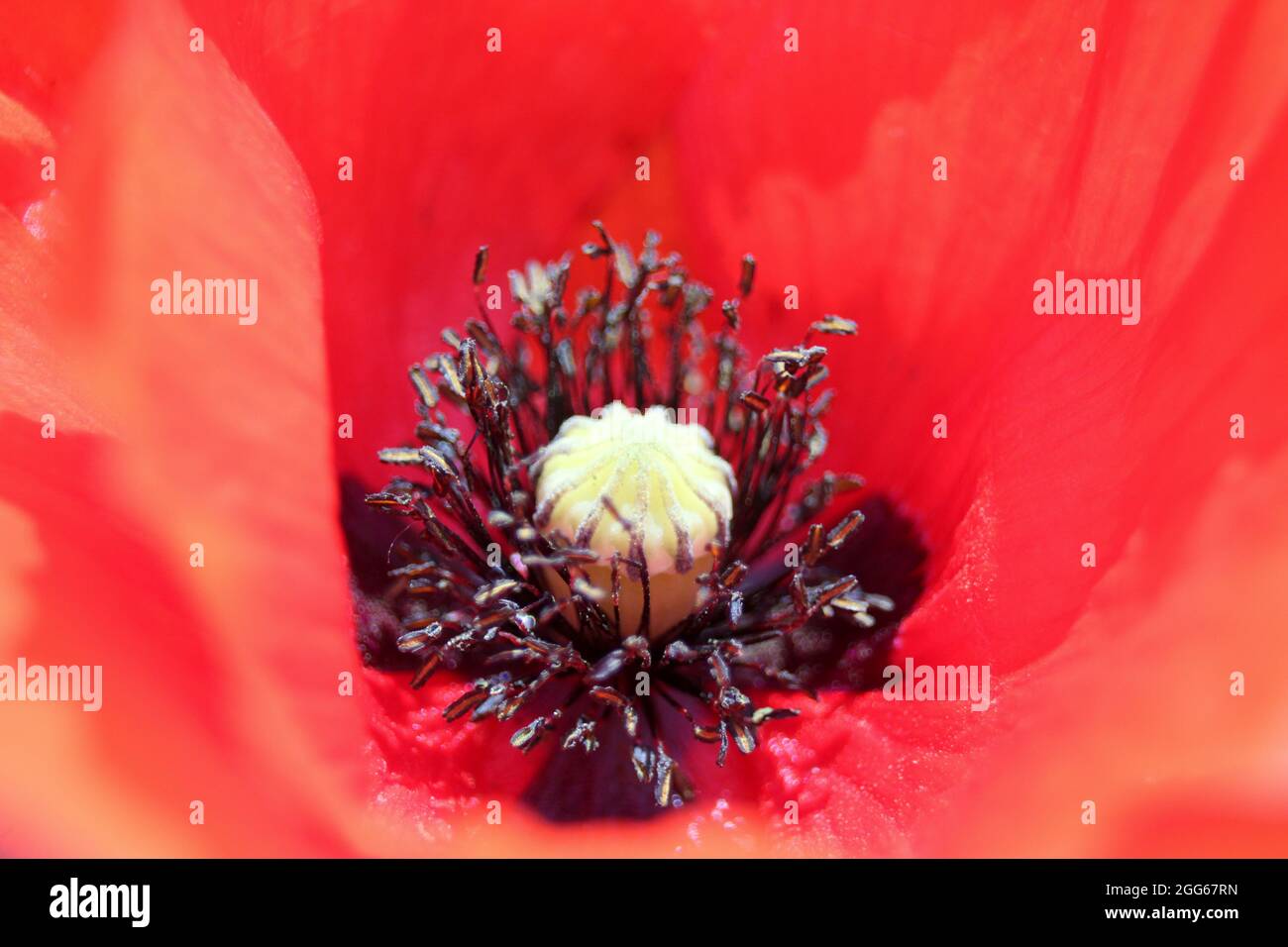 A close up photograph of a vibrant red poppy flower in a garden Stock Photo