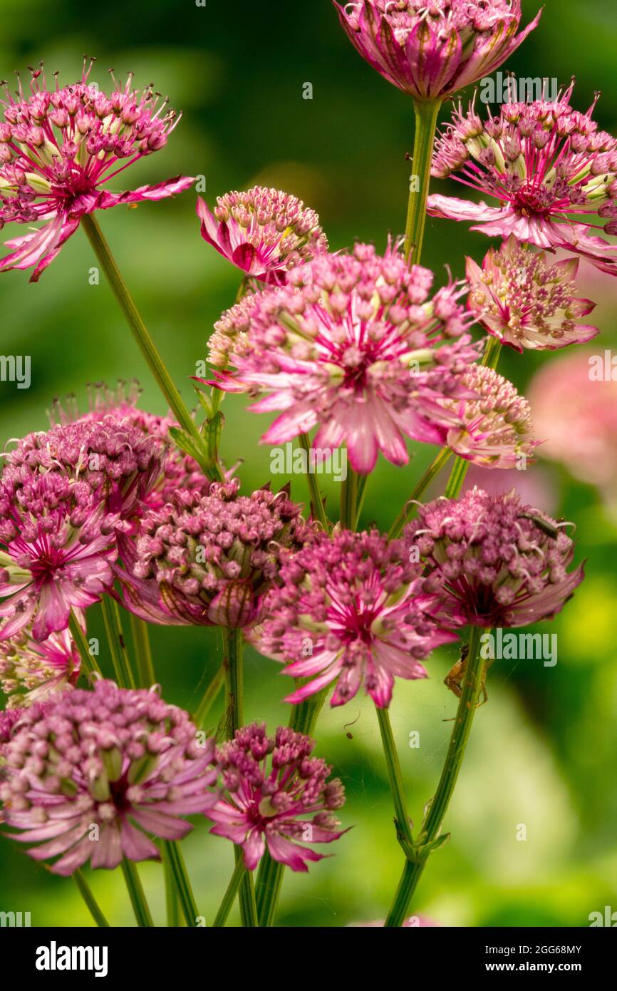 Astrantia major Claret flowers Stock Photo