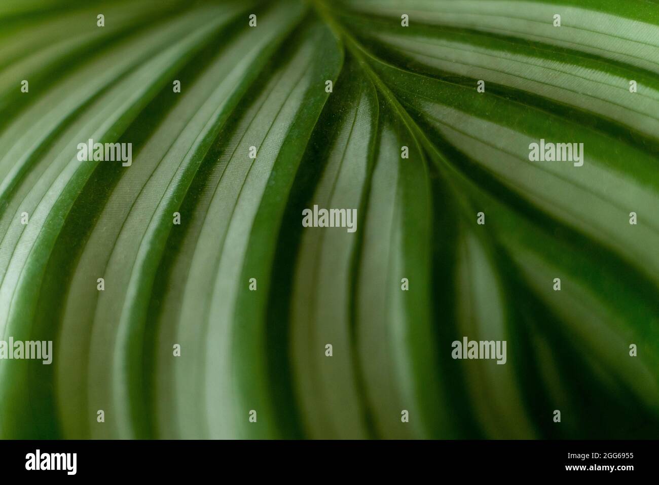 Calathea plant. Green leaf nature concept tropical exotic background pattern texture in high resolution wallpaper close up. House plants Stock Photo